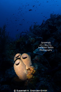 Wide Angle Snoot - Photograph #1 - First in a series of i... by Susannah H. Snowden-Smith 